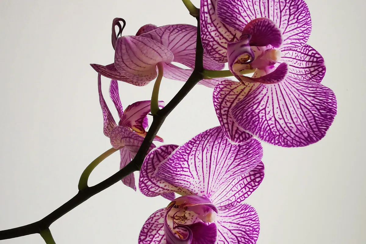 Close-up of purple Phalaenopsis moth orchid flowers and buds on a flower spike