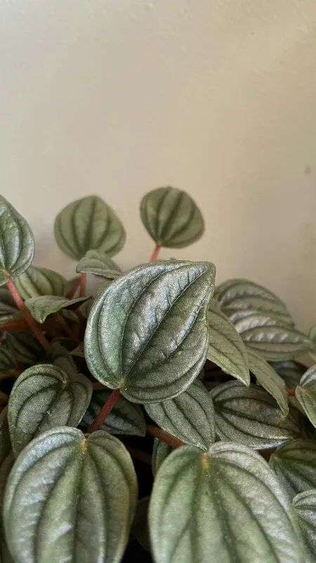 Close-up of peperomia plant with dark green striped leaves showing distinctive watermelon-like pattern on pink stems
