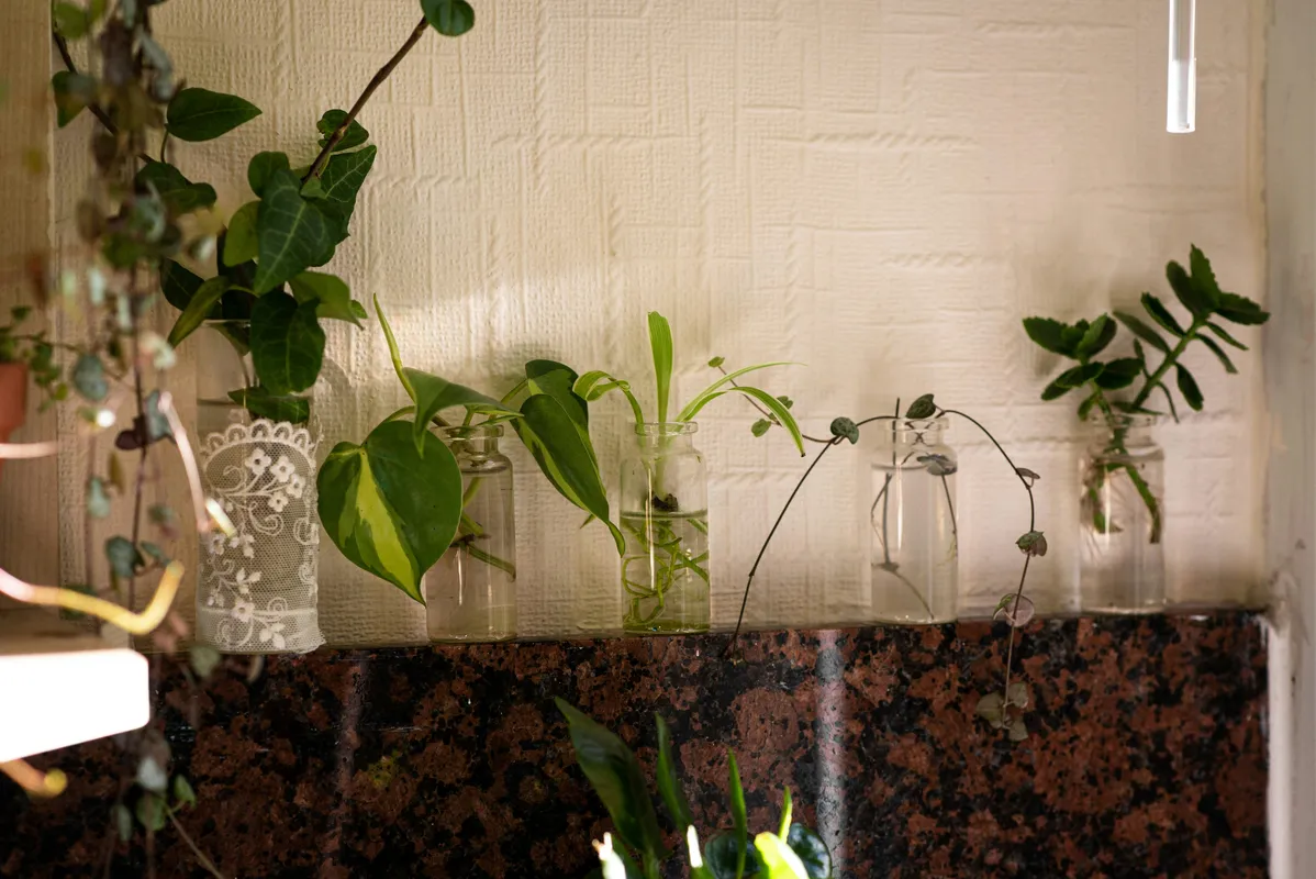 Philodendron and other plant cuttings rooting in glass jars of water on a kitchen counter