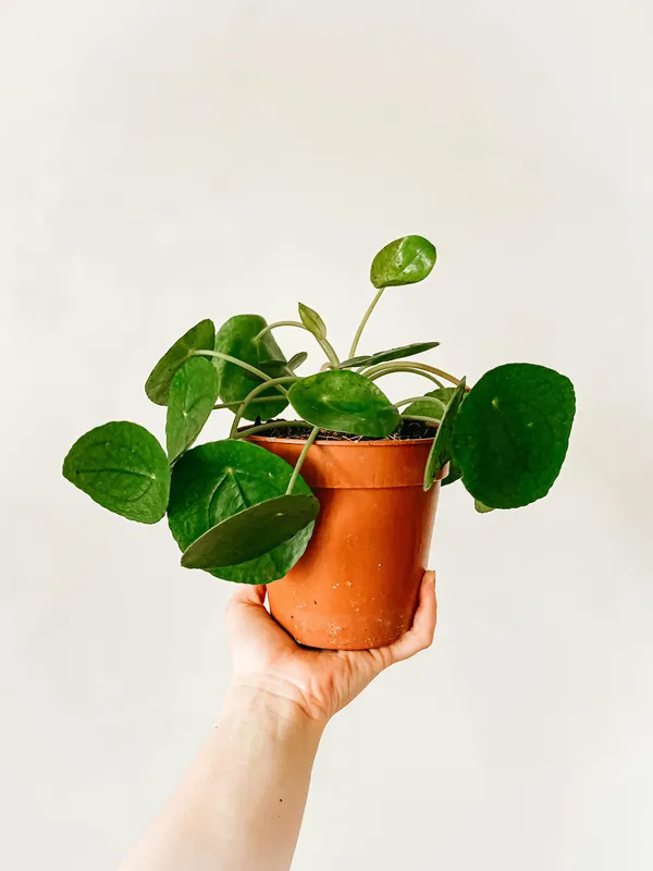 A hand holding a small terracotta pot containing a Pilea peperomioides (Chinese money plant) with round green coin-shaped leaves against a soft white background
