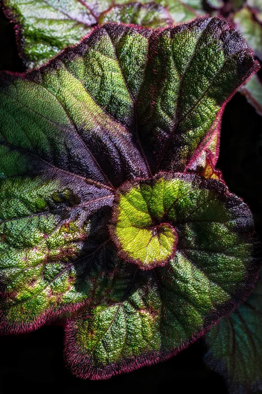 Close-up of a Rex begonia leaf showing intricate green and deep maroon patterns with prominent veining