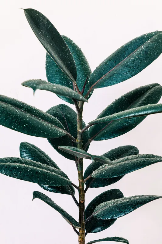 Ficus elastica rubber plant stem with glossy dark green leaves against a light background