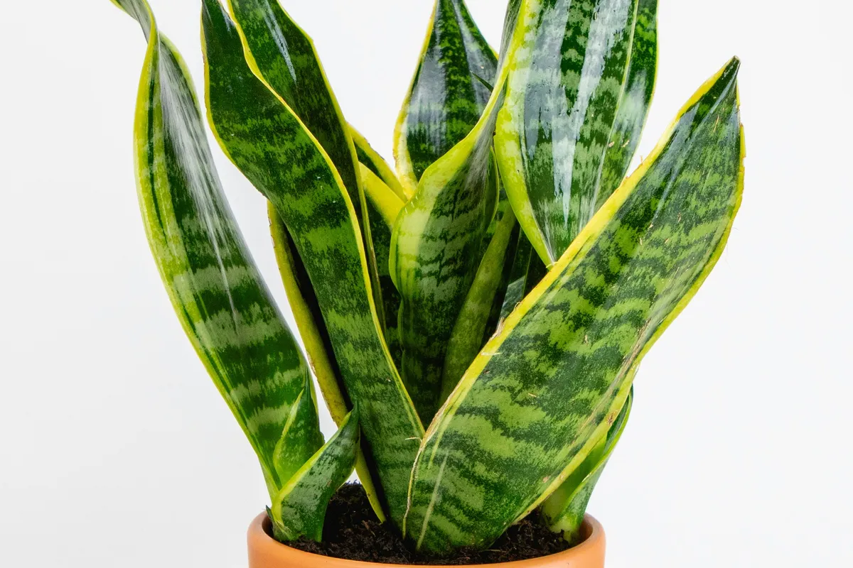Sansevieria trifasciata Laurentii snake plant with tall green and yellow-edged leaves in a terracotta pot on a wooden surface