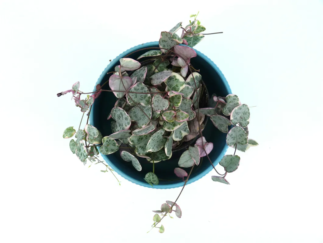 Variegated string of hearts plant with silver and green heart-shaped leaves trailing from a blue ceramic pot