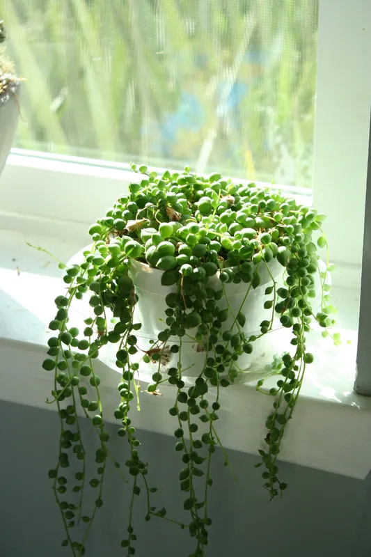 String of pearls succulent plant with green bead-like leaves trailing over the edges of a white pot on a bright windowsill
