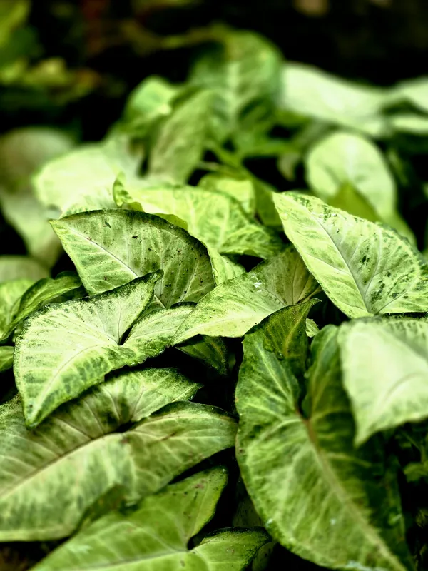 Close-up of lush green Syngonium podophyllum (arrowhead plant) leaves with prominent silvery-white variegation along the central veins