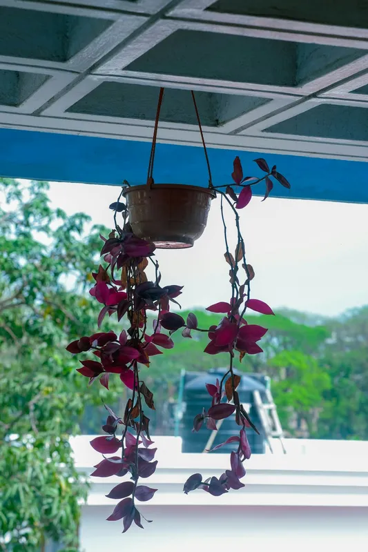 Tradescantia zebrina hanging plant with deep purple trailing stems and leaves in a brown pot suspended from a porch ceiling