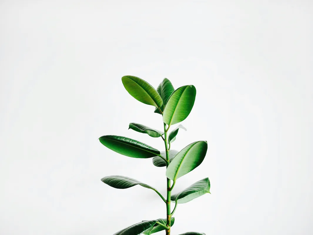 ZZ plant (Zamioculcas zamiifolia) with glossy dark green leaves on a white background