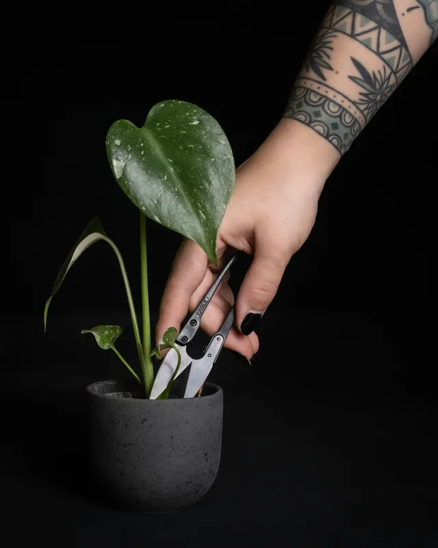 Hand holding small pruning scissors next to a houseplant with heart-shaped green leaves in a dark gray pot against a black background
