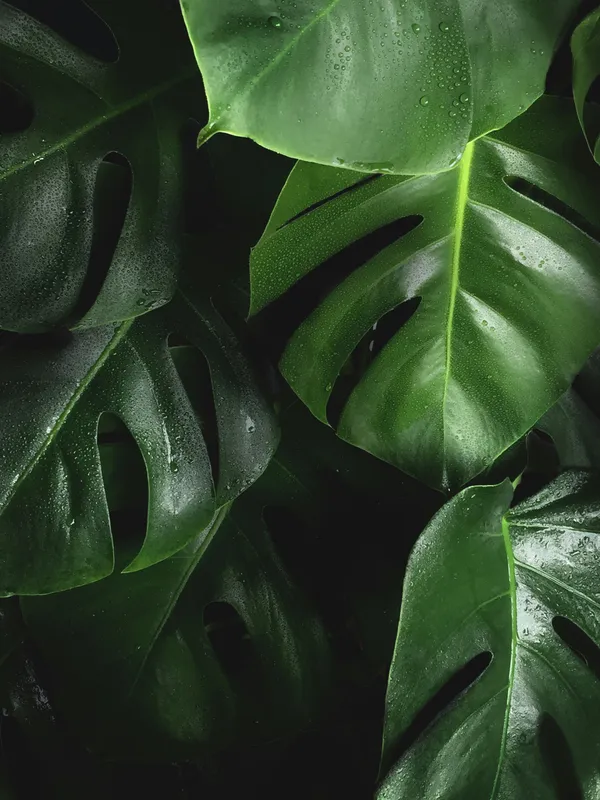Close-up of dark green monstera deliciosa leaves with water droplets, showing healthy leaf texture and fenestrations