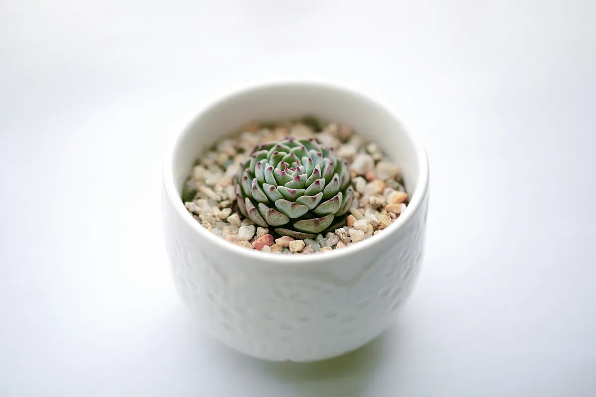 A small green succulent plant freshly potted in a white ceramic bowl with pebbles and gravel