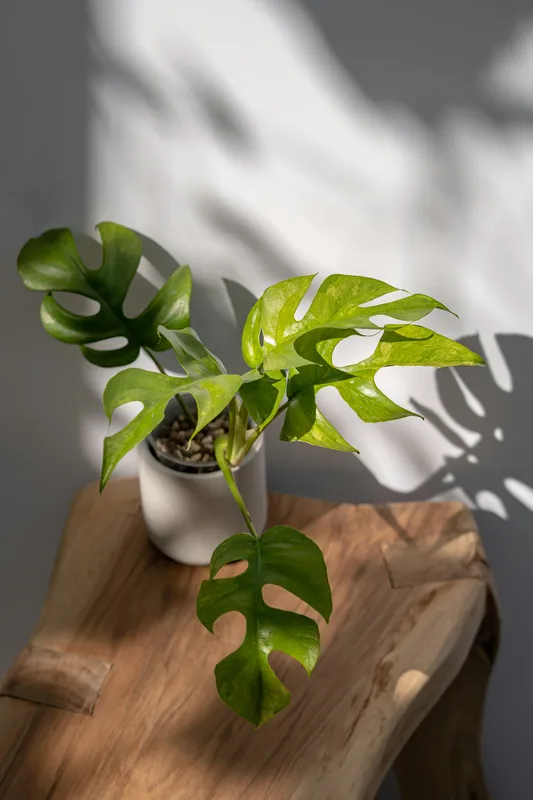 Rhaphidophora tetrasperma plant with split green leaves in a white pot on a wooden surface