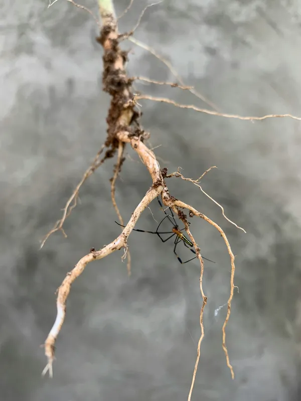 Close-up of plant roots removed from soil, showing thin damaged root system against a grey background