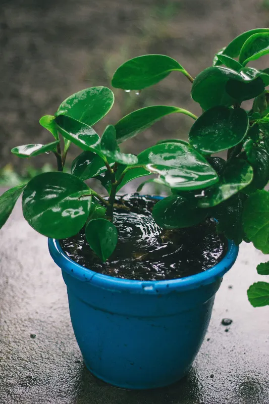 Houseplant in a blue plastic pot with waterlogged soil, showing signs of overwatering