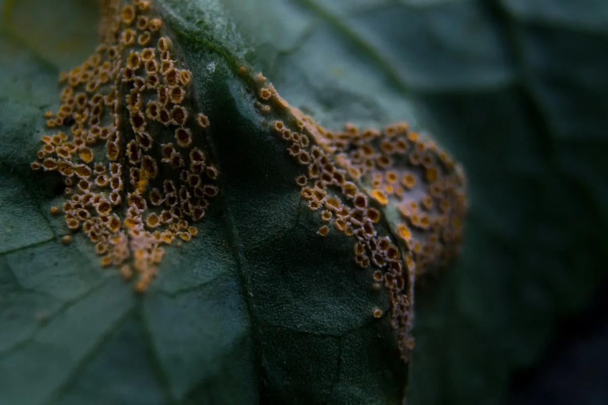 Close-up of brown scale insects clustered on a dark green plant leaf