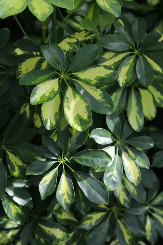 Close-up of variegated Schefflera arboricola leaves showing the characteristic umbrella-shaped leaflets in green and yellow