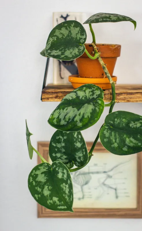 Scindapsus pictus trailing vine with dark green leaves splashed with silver, displayed against a white wall with a terracotta pot on a wooden shelf