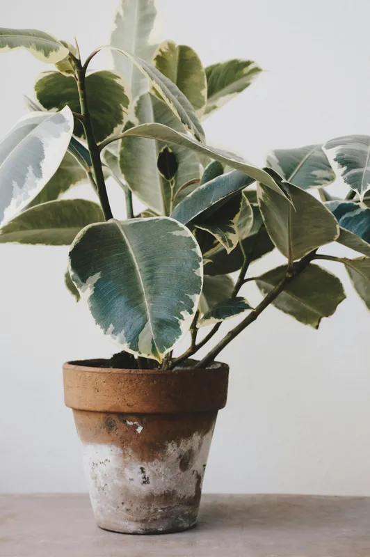 Green dumbcane houseplant in a brown clay pot on a light surface