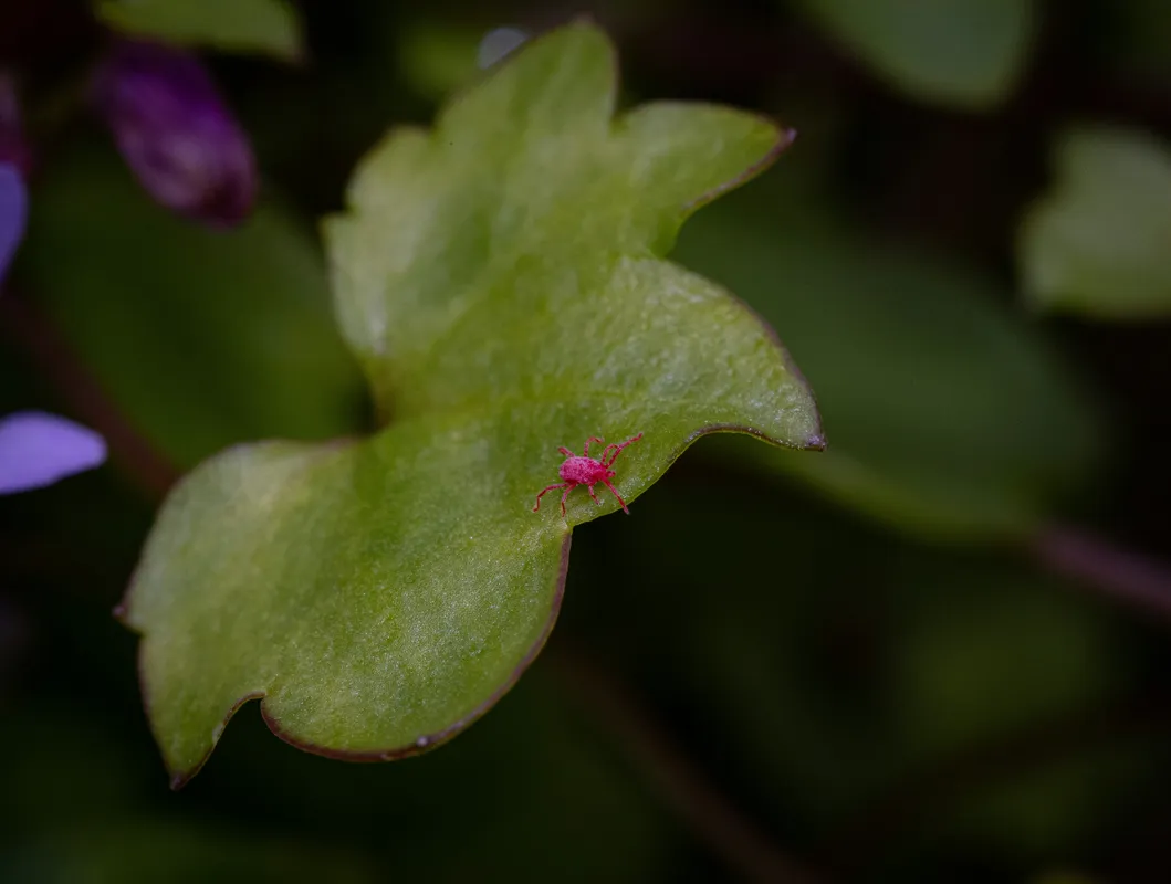 Macro close-up of a bright red spider mite on a green plant leaf