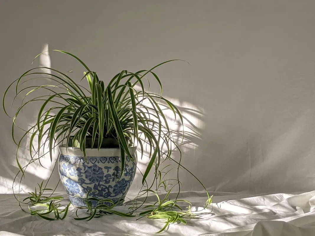 Spider plant with long arching green and white striped leaves and trailing baby spiderettes in a blue and white floral ceramic pot