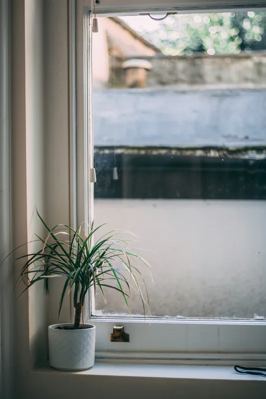 Green houseplant with broad leaves growing beside a bright glass window with natural sunlight