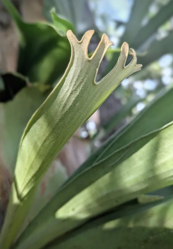Close-up of a staghorn fern frond showing the distinctive forked antler-shaped green leaves