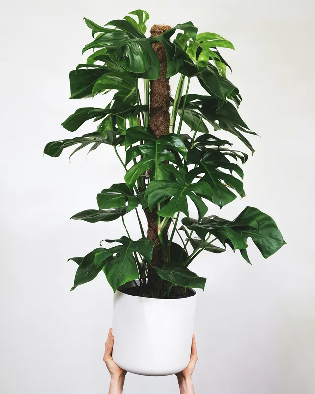Large Monstera deliciosa with broad split green leaves climbing a tall coco coir moss pole in a white pot