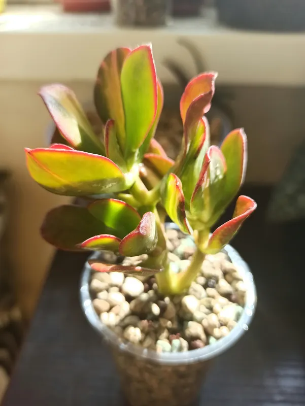 Crassula perforata (String of Buttons) succulent with stacked green leaves and pink-red edges in a small pot with pebbles