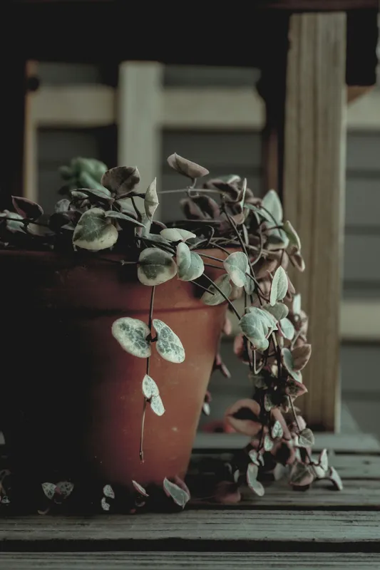 String of hearts plant with small heart-shaped green and silver leaves trailing over the edge of a terracotta pot