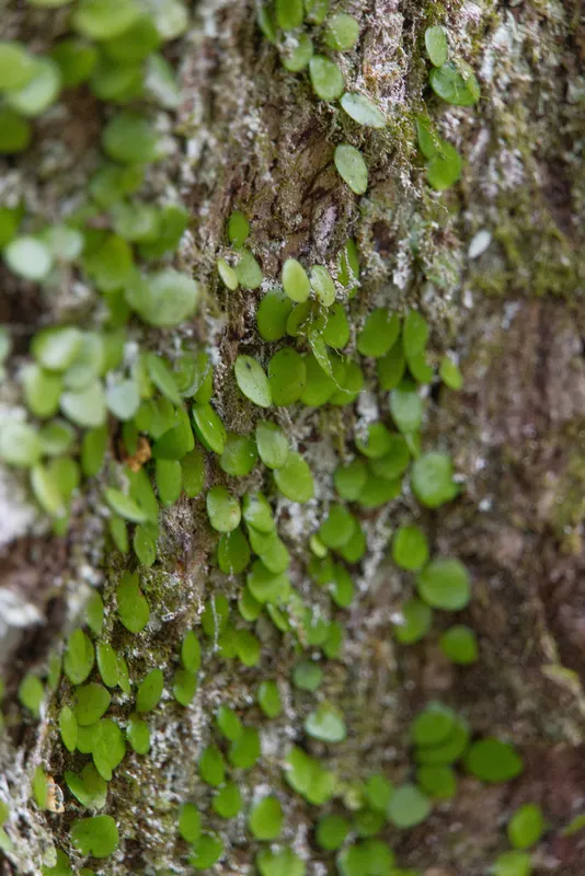 Dischidia nummularia (String of Nickels) with small round coin-shaped green leaves trailing along tree bark