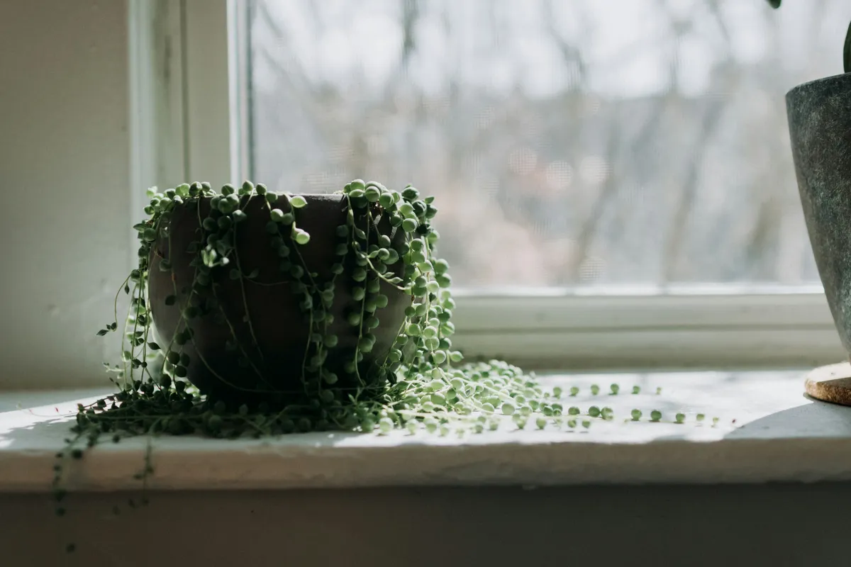 String of pearls succulent with trailing green bead-like leaves cascading over a dark ceramic pot on a bright windowsill