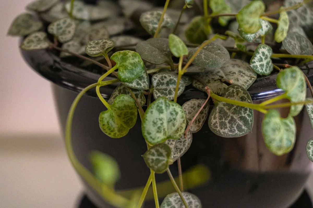 Ceropegia woodii trailing plant with variegated heart-shaped and spade-shaped leaves in green and silver, cascading from a dark pot