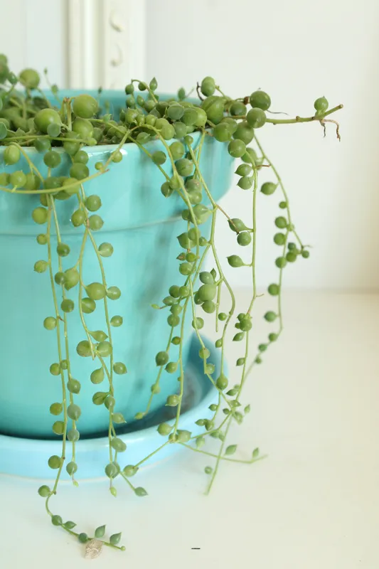 String of tears succulent with trailing vines and plump teardrop-shaped green leaves cascading from a turquoise ceramic pot