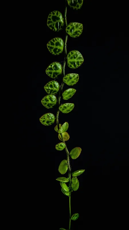 String of Turtles plant trailing vine with small round turtle-shell patterned leaves against a black background