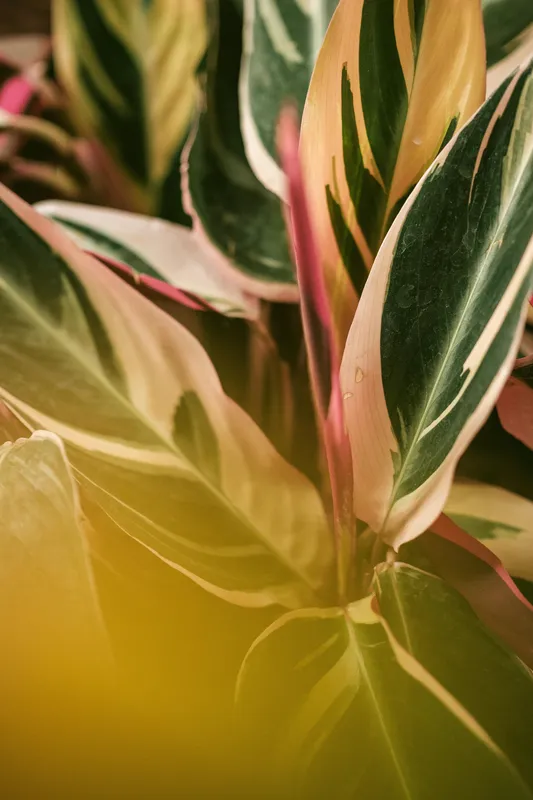 Close-up of vibrant stromanthe triostar leaves showing pink, cream, and green variegation