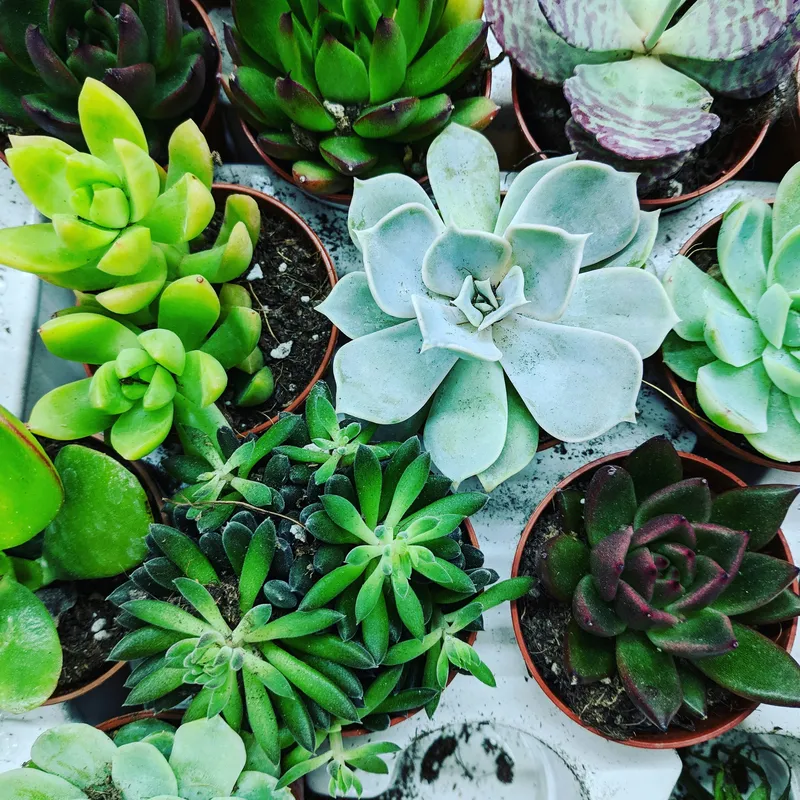 A top-down view of a variety of colorful succulent plants in terracotta pots, showing rosette-shaped echeverias, green and purple varieties