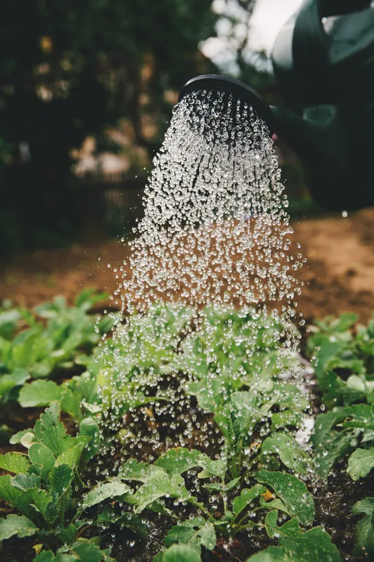 A watering can pouring water over lush green leafy plants, water droplets catching the light
