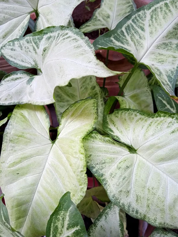 Variegated syngonium arrowhead plant with white and green arrow-shaped leaves