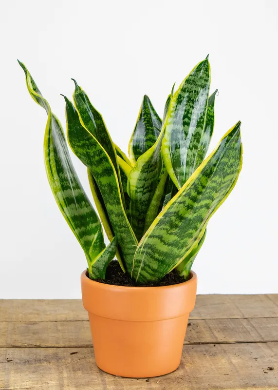 Snake plant with tall green and yellow-edged leaves in an orange terracotta pot on a wooden surface