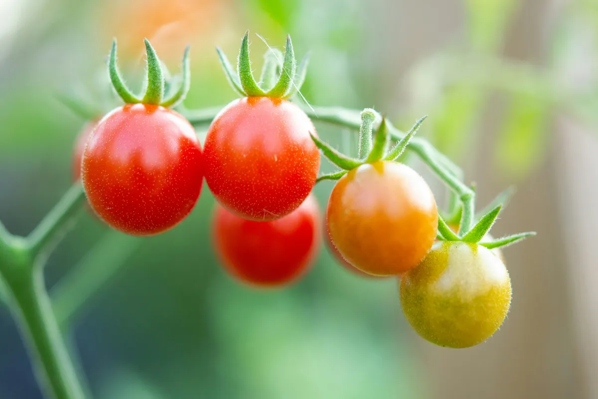 Cluster of cherry tomatoes on the vine at various stages of ripeness, from green to orange to red