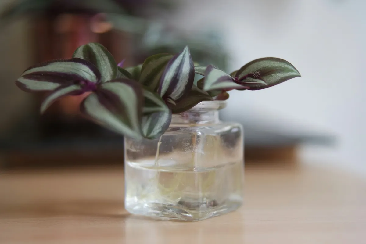 Tradescantia zebrina cutting with purple and silver-green striped leaves propagating in a small glass vase of water
