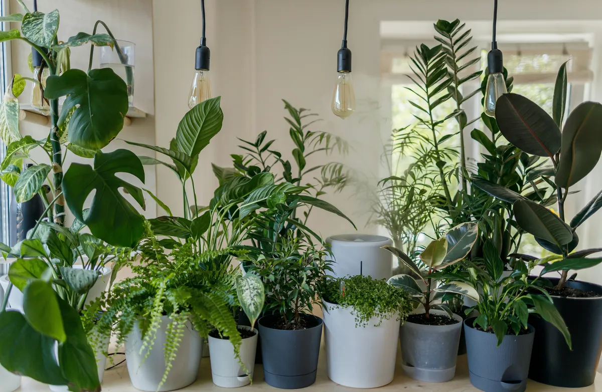 A collection of tropical houseplants including monstera, ZZ plant, and pothos arranged together in white and gray pots on a windowsill