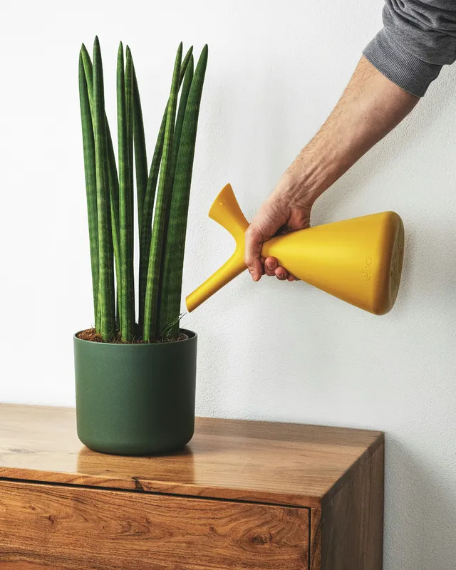 Hand holding a yellow watering can to water a snake plant in a dark green pot on a wooden dresser
