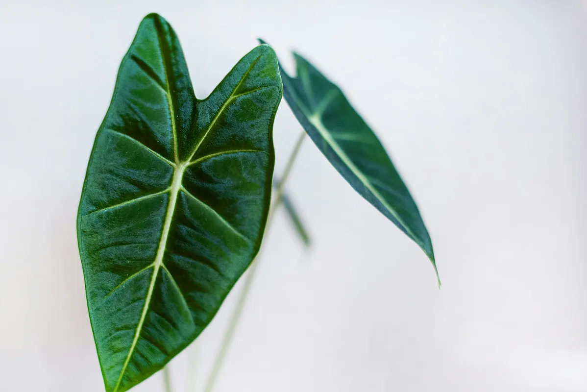 Alocasia plant with large dark green arrow-shaped leaves with prominent white veins against a light background