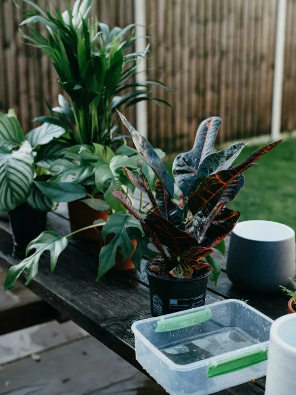 Collection of green houseplants including calathea, croton, and monstera in black pots on a wooden table outdoors