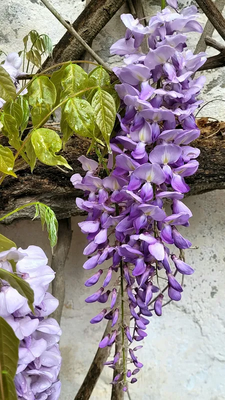 Cascading clusters of vibrant purple wisteria blooms hanging from a vine against a white wall, with fresh green leaves