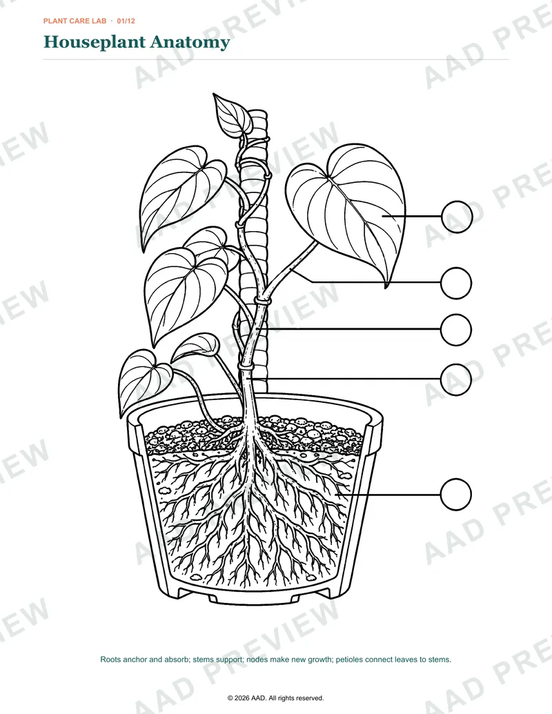 Watermarked preview of the Houseplant Anatomy coloring page
